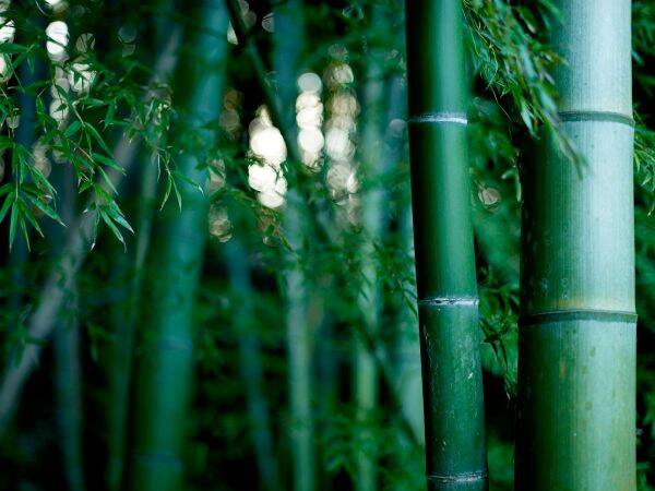 bamboo.jpeg