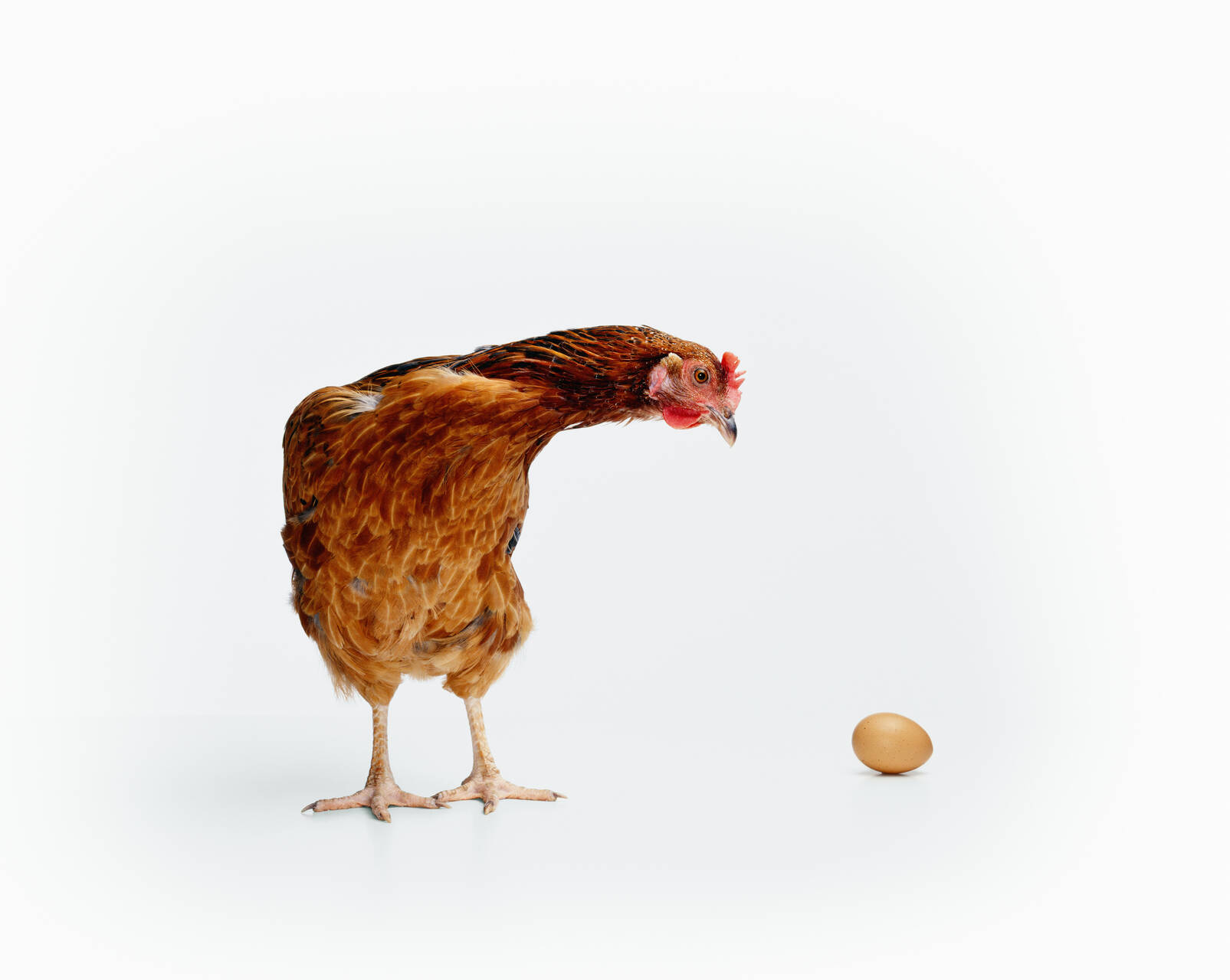 Chicken or Egg GettyImages 200161245.jpg