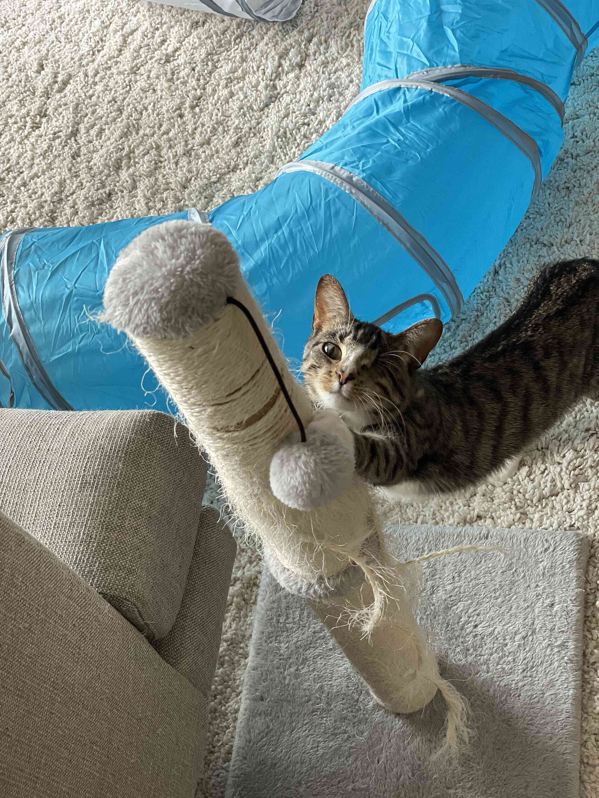 Picture of Mylo.jpg