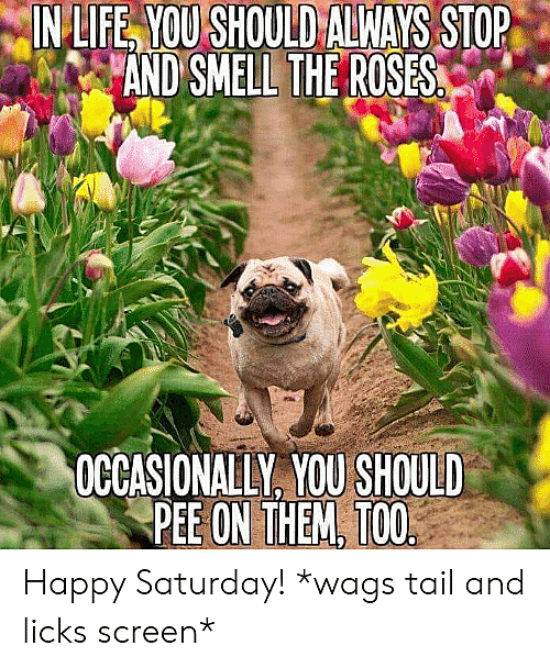 in-life-you-should-always-stop-and-smell-the-roses-48217357.png