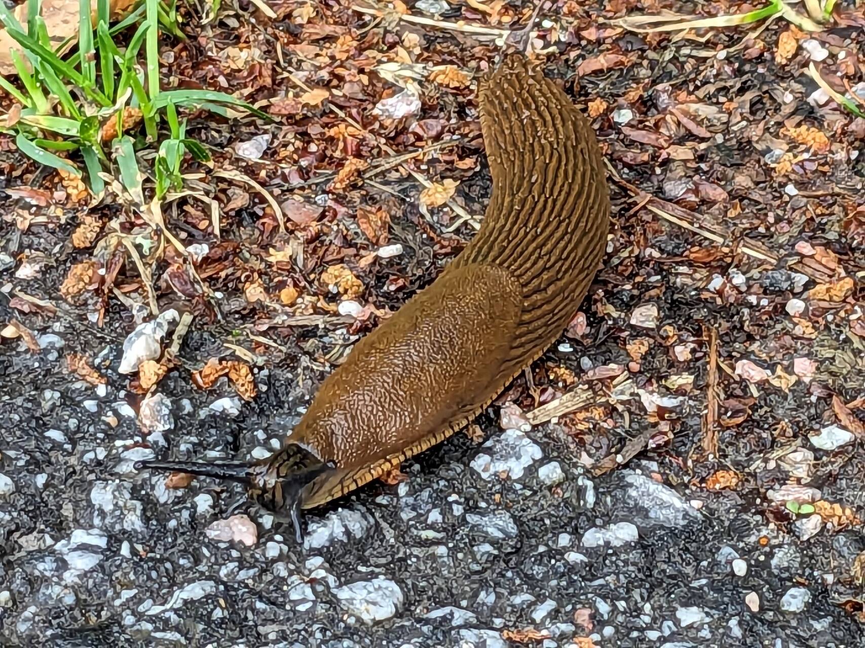 sluggy.jpeg
