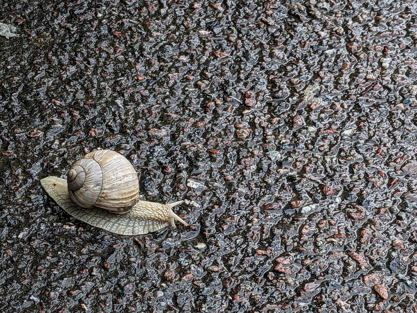 snail.jpeg