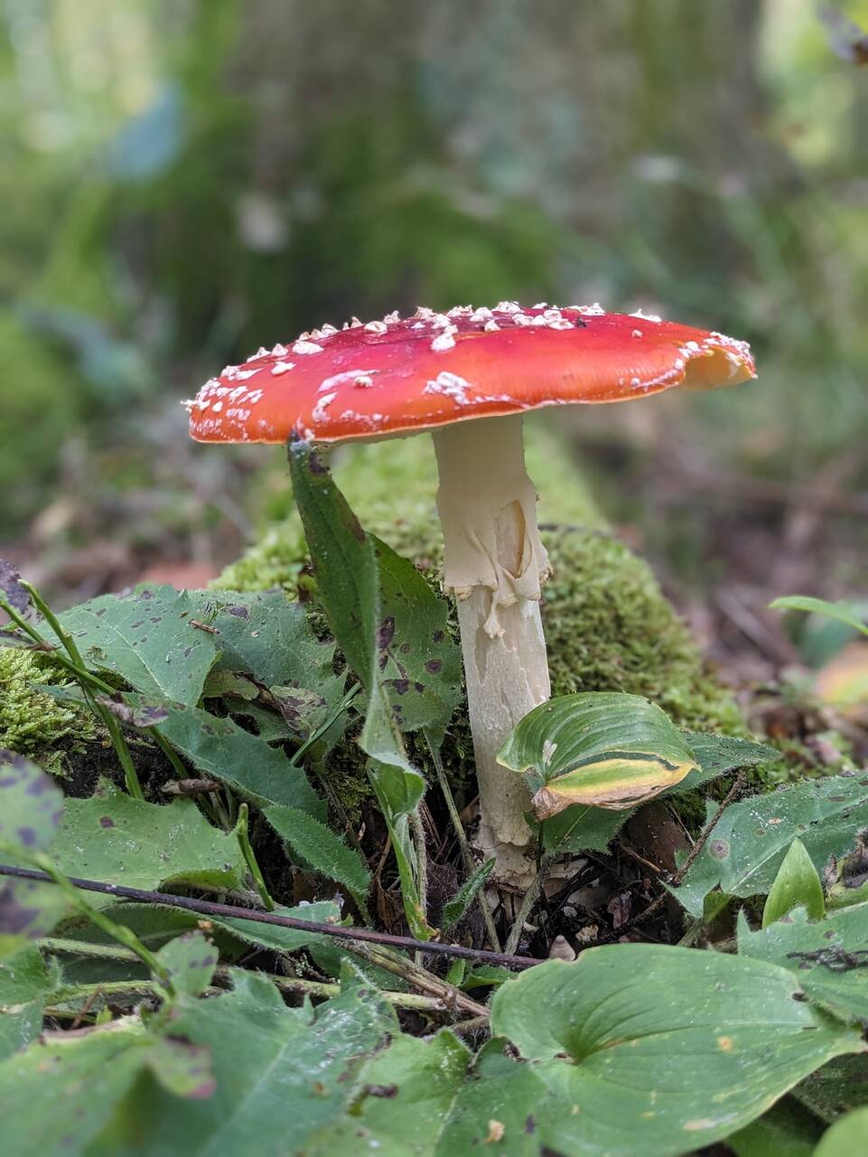 Mushies.jpg