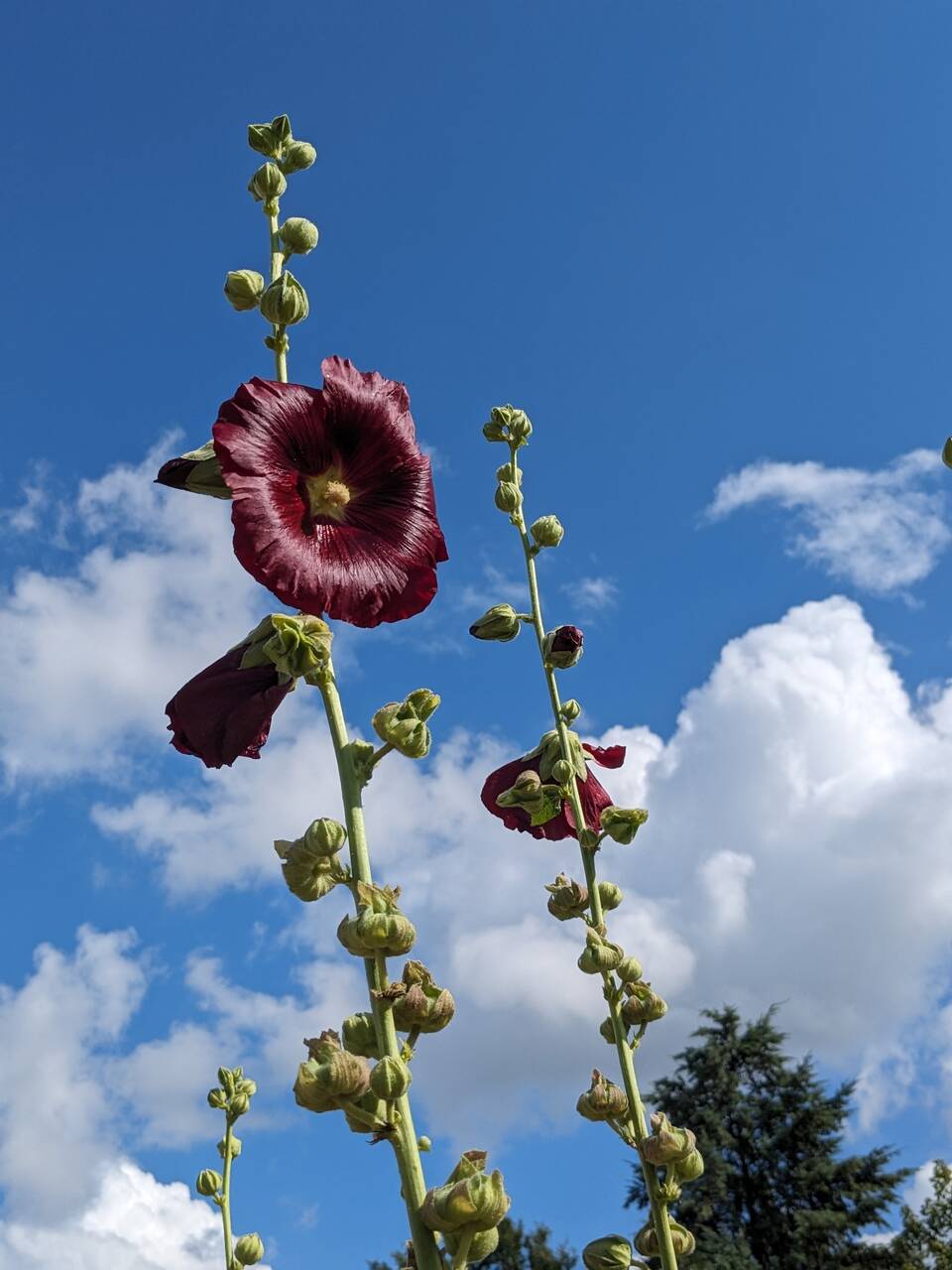 Hollyhocks.jpeg
