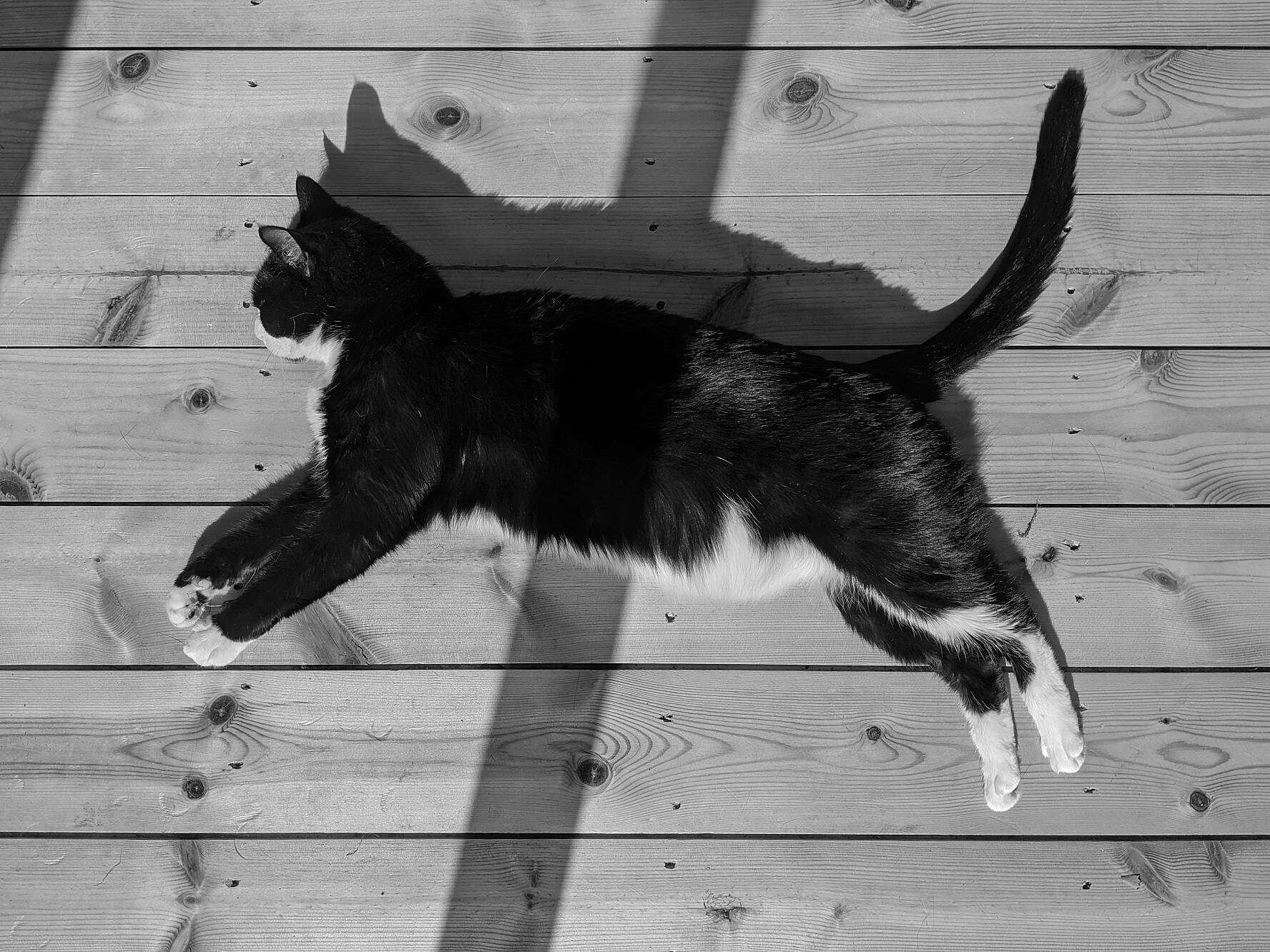 01.05.20 -cat -1.jpg