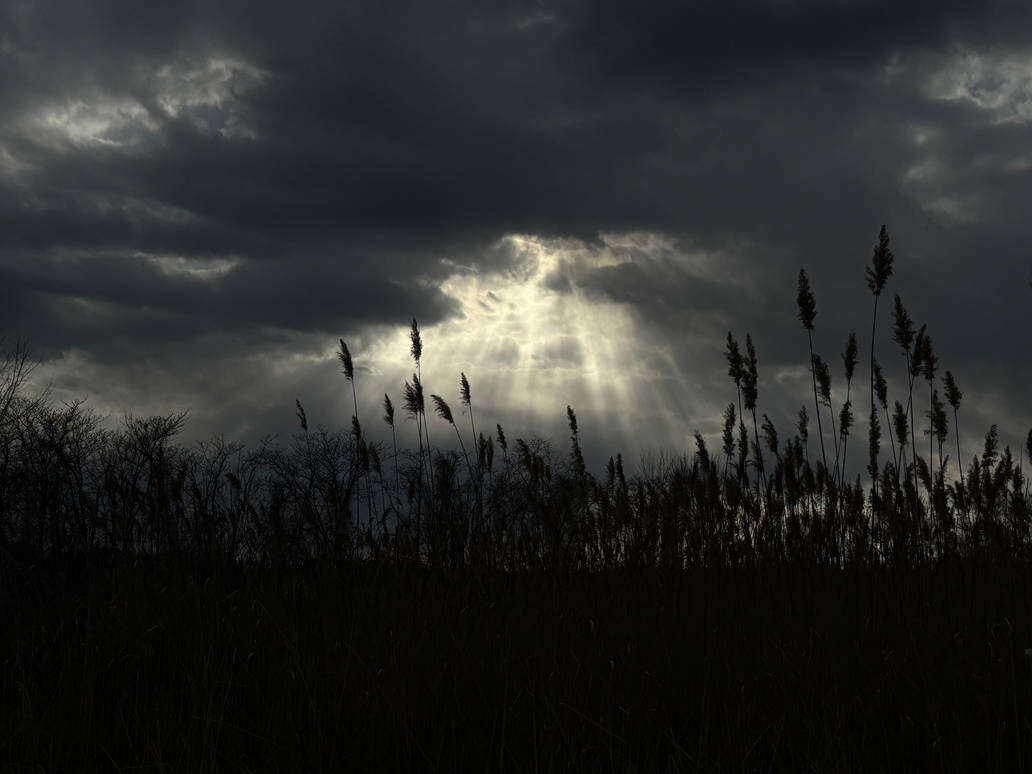 shine_your_light__by_stardust247_djiuwwr-pre.jpg