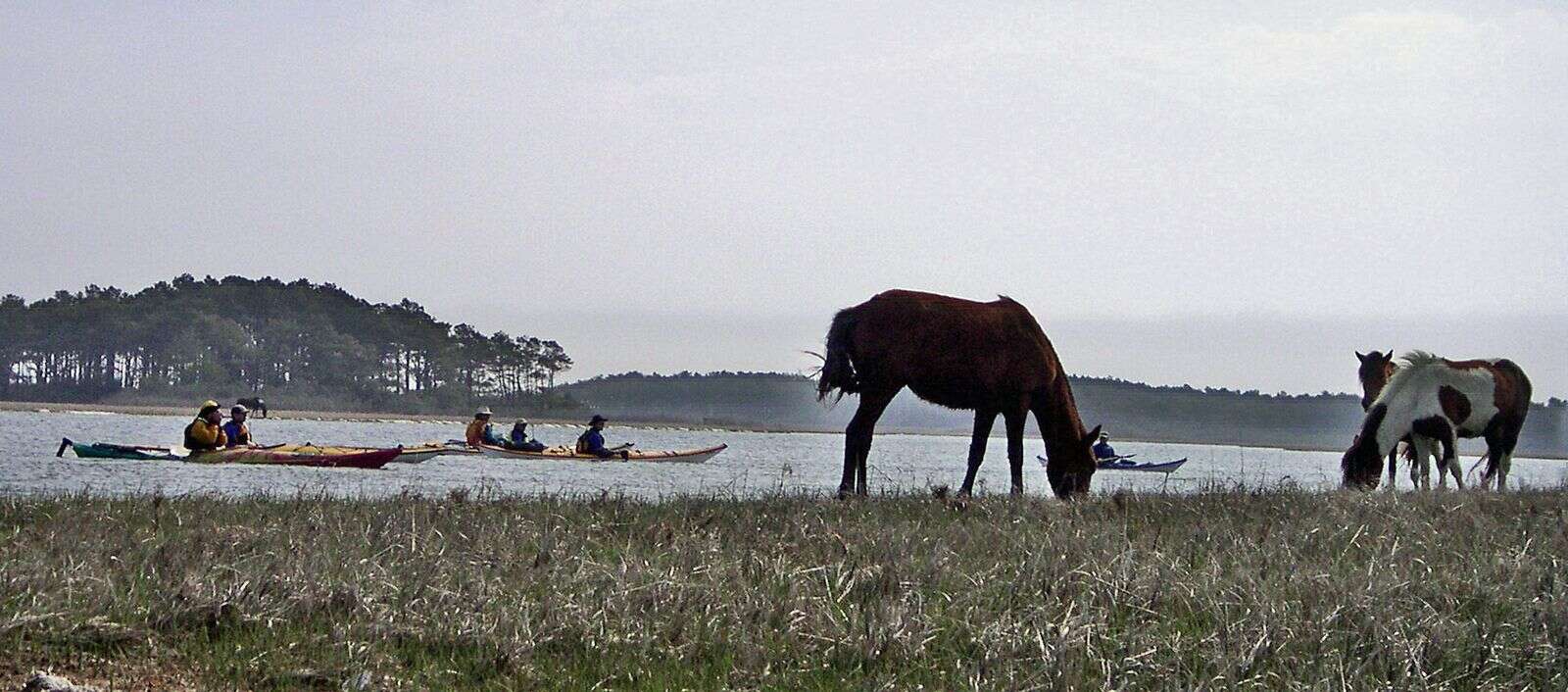 Assateague.JPG