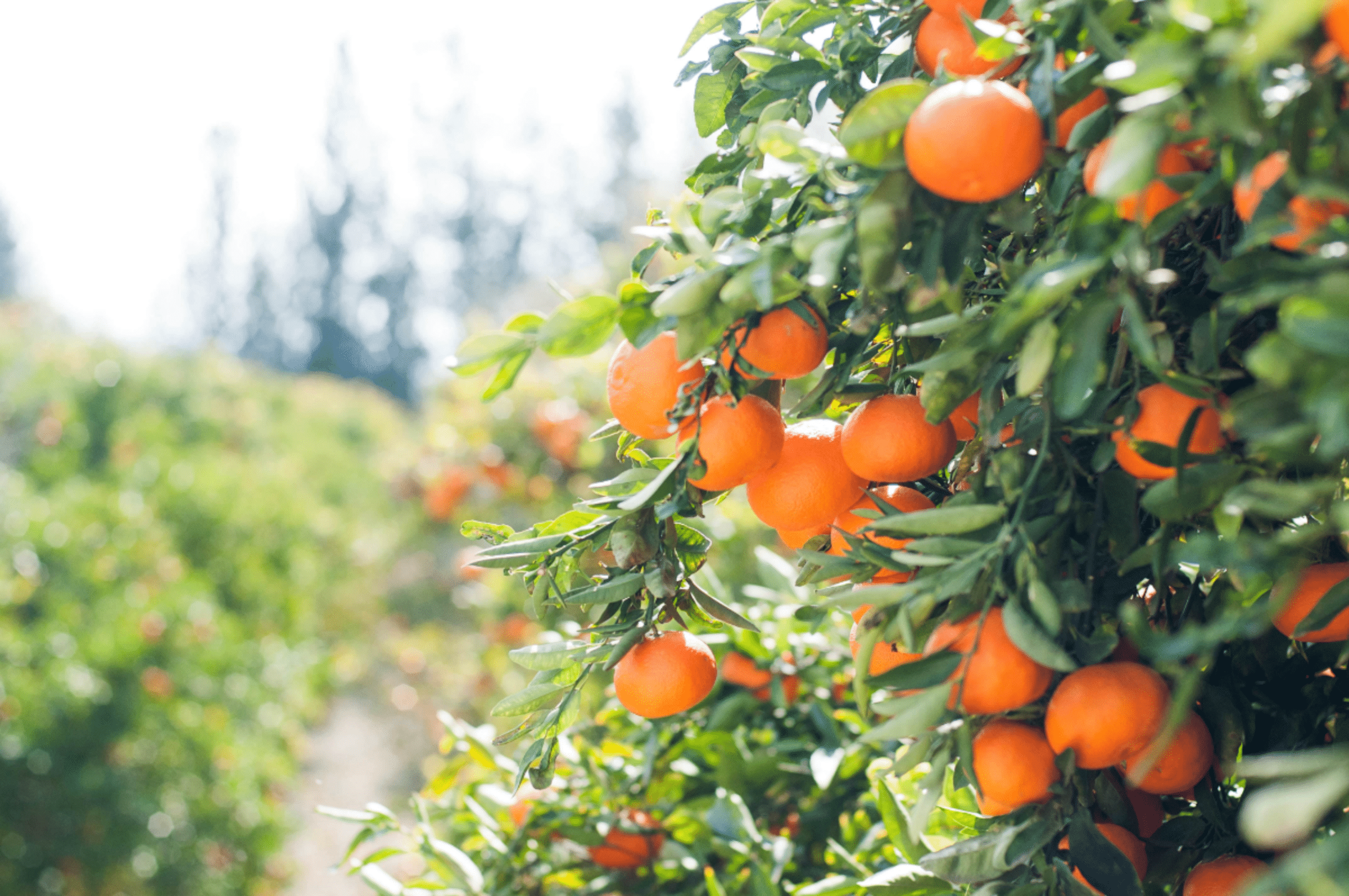 orange tree@2x.png