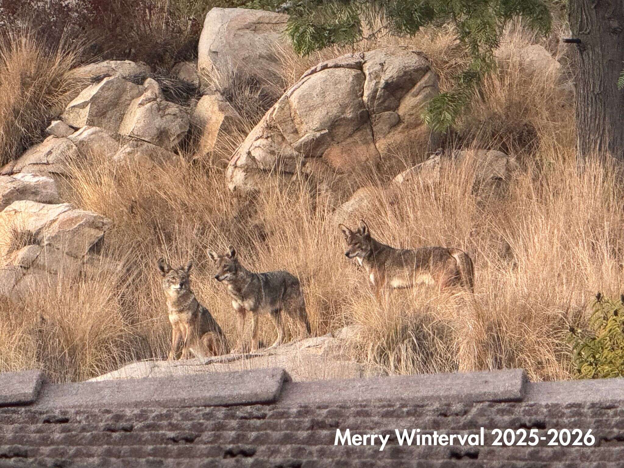 Merry Winterval 2025-2026.jpg