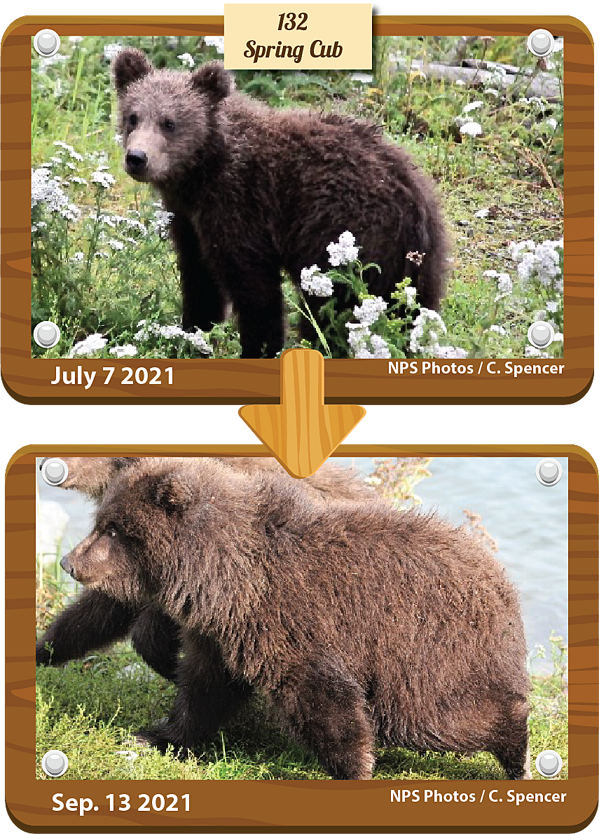 132-spring-cub-beforeafter-1632778196432.png