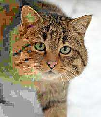catj.jpg